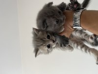 30 Günlük Scottish Fold ve British Yavrular