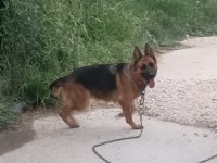 3 yaşında dişi alman kurdu sahiplendirilecektir