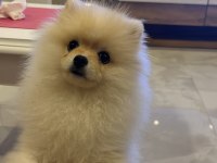 Pomeranian boo