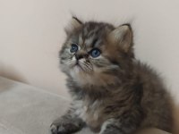 Chinchilla yavrularımız yeni yuvalarını arıyor
