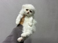 Irk Ve Sağlık Garantili Scottish Fold
