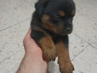 45 günlük rottweiler yavrusu