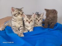 Whiskas british shorthair sağlıklı ve güçlü
