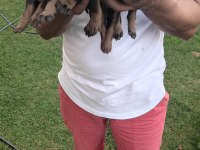 Irk garantili Doberman