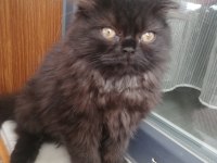 Siyah british longhair