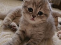 Scottish fold minikler