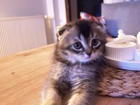 Oyuncu scottish fold yavrumuz