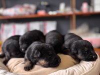 Burkemden korumacı sadık dost alman çoban köpeği yavrular