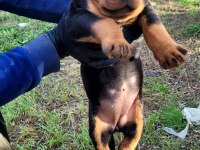 ÜST DÜZEY KALİTE ROTTWEILER PİYASAYA GÖRE UYGUN