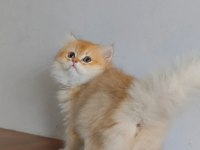 British longhair yavrularımız yeni yuvalarını arıyor