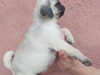 Pug mops bebekler