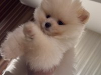 Safkan Pomeranian Boo Yavru 2.5 Aylık