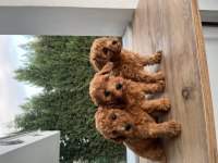 Sağlık garantili toy poodle bebekler