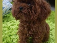 Sevgi ile büyütülen teacup ve toy poodle bebeklerimiz