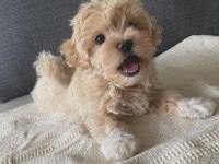 KORE MALTİPOO KÖPEKLERİMİZ