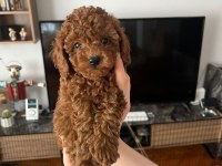 0-3 aylık toy poodle yavrular
