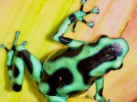 Dart Frog Tr Üretim