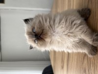 British Longhair Chocolate Point Dişi Yavru