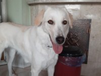 Golden Retriever sahiplendirme