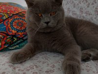 British shorthair kedimizi sahiplendirmek istiyoruz