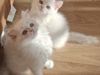 Longhair ve Shorthair Dişi-Erkek Yavru Kedilerimiz