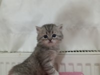 GÜZELLER GÜZELİ BRİTİSH