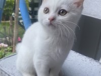 Oyuncu güzel british shorthair kız