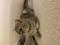 Erkek 1 yaşında British shorthair