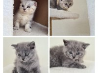 British shorthair bebeklerimiz büyüyor