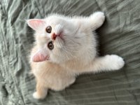 2 AYLIK BRİTİSH SHORTHAİR YAVRU KEDİLER