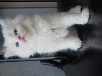 British Longhair Golden Point