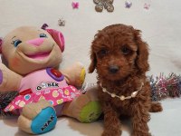 Irk ve sağlık garantili anne altından poodle yavrular