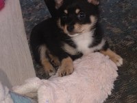 2 Aylık Çiş Pedi Eğitimli Chihuahua