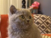 British shorthair kedimize yuva arıyoruz