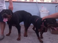 Rottweiler yavrularımız 2 günlük oldu