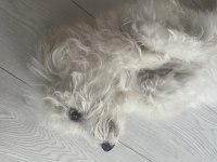 Evcil maltese terrier