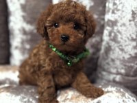 Evinizin miniği toy poodle bebekler