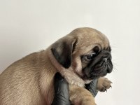Pug mops safkan yavrularım