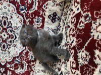 British shorthair kedisi dişi