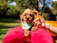 Mini Maltipoo Sevimli Bebekler 