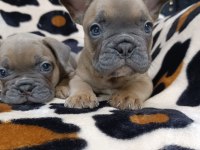 %100 IRK GARANTİLİ FRANSIZ BULLDOG YAVRULARI