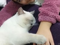 Kendi Scottish Fold Yavrularımız