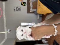 Scottish fold beyaz