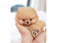 Pomeranian Boo Köpeği