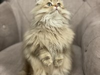 British longhair 4 aylık kedisi