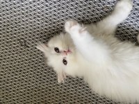 Beyaz British Longhair