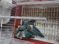 Yavru ısırmayan bebek cennet papağanı yavrular