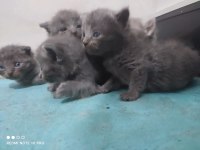 3 british ve 2 scottish fold