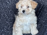 Maltipoo Yavrular