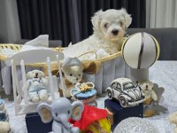 A scrli babadan Kore maltese bebeklerim